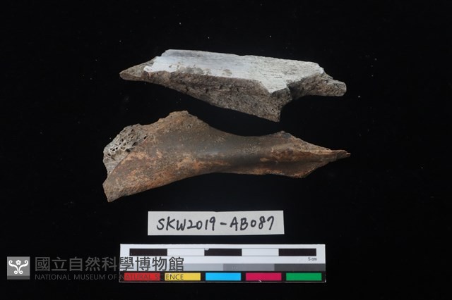 獸骨藏品圖，第2張