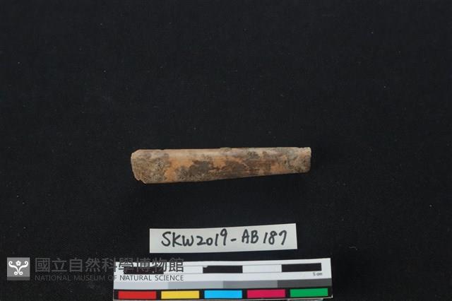 獸骨藏品圖，第2張