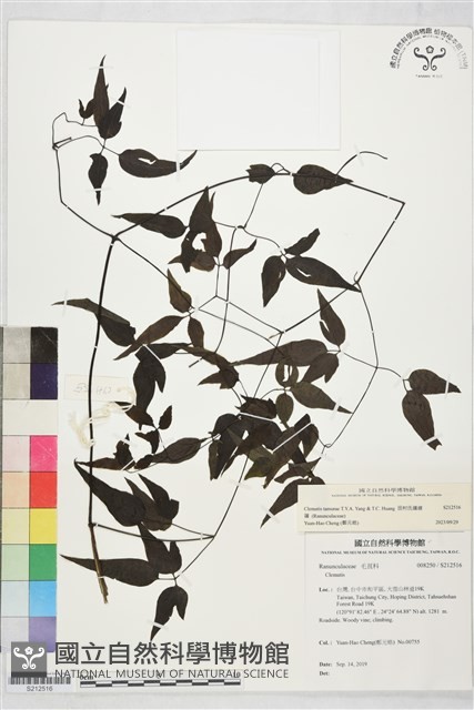田村氏鐵線蓮藏品圖，第2張