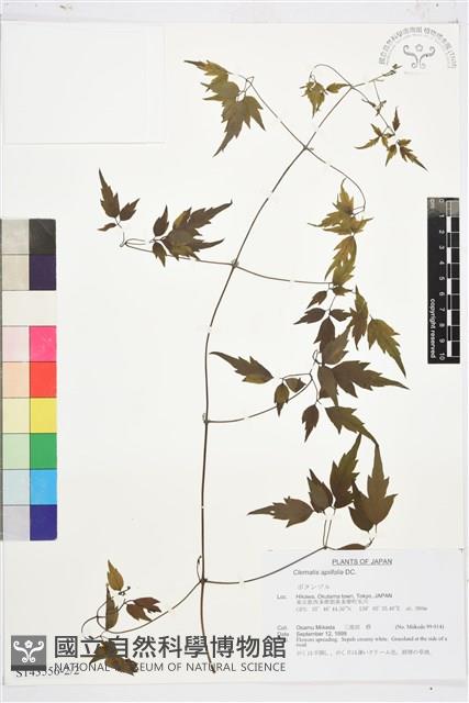 女萎藏品圖，第2張