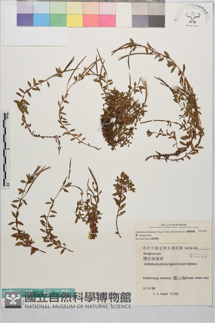 合歡柳葉菜藏品圖，第1張