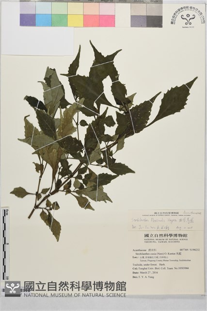 曲莖馬藍藏品圖，第1張