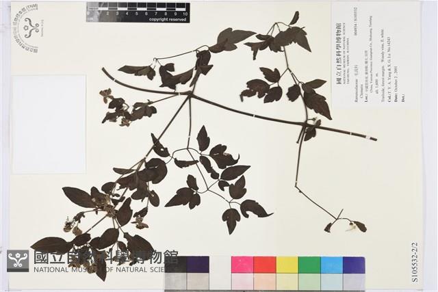 登錄號:S105532藏品圖，第2張