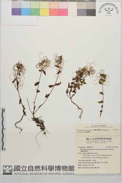 黑龍江柳葉菜藏品圖，第1張