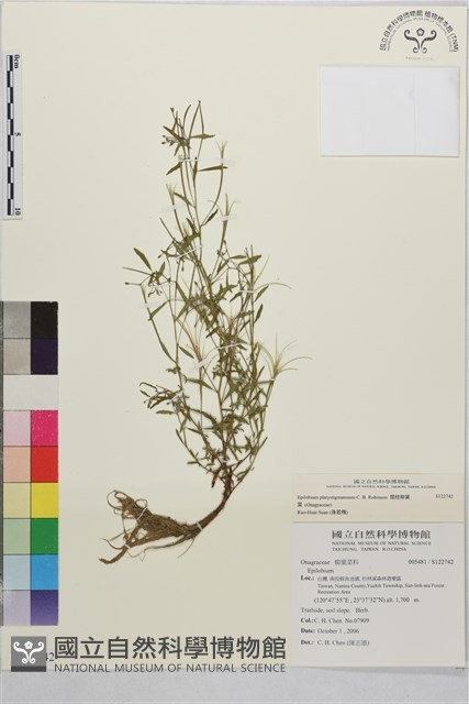 闊柱柳葉菜藏品圖，第1張