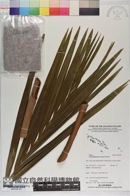 黃椰子藏品圖，第2張