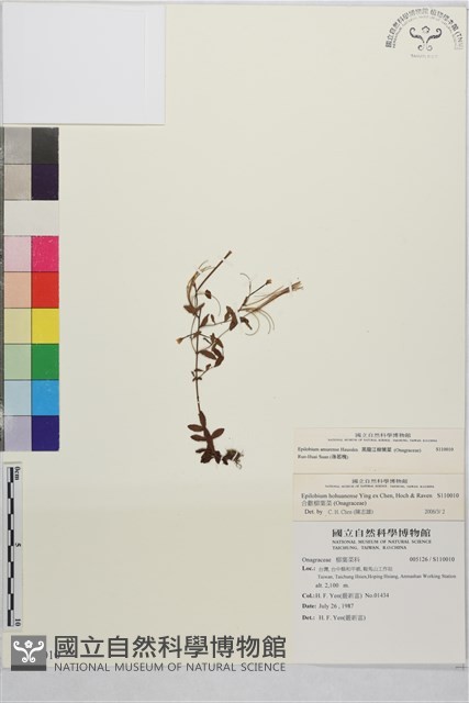 黑龍江柳葉菜藏品圖，第1張