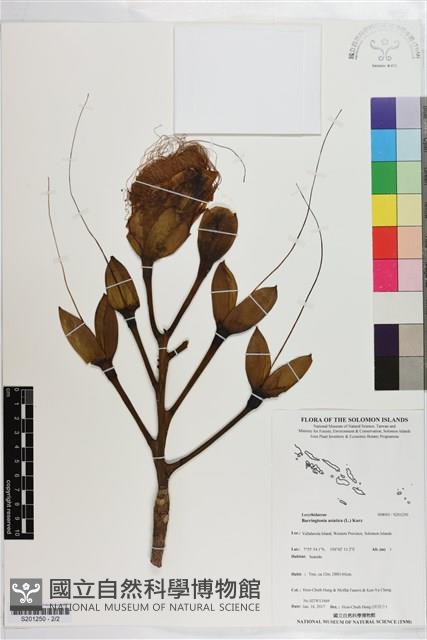 棋盤腳樹藏品圖，第2張