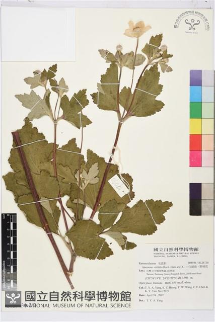 小白頭翁、野棉花藏品圖，第5張