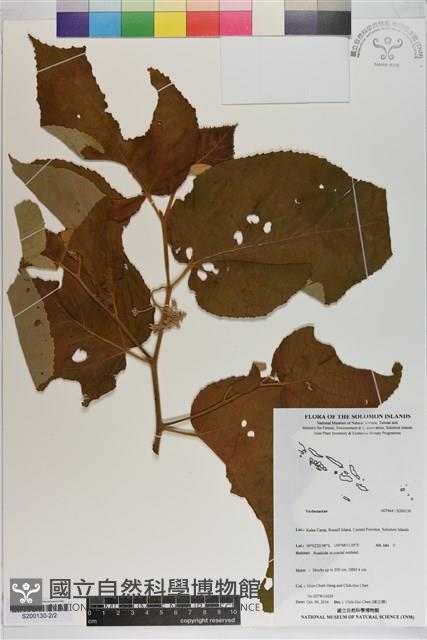 登錄號:S200130藏品圖，第2張