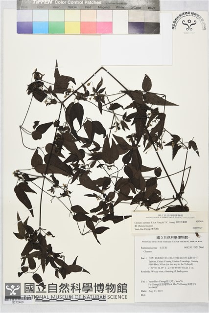 田村氏鐵線蓮藏品圖，第2張