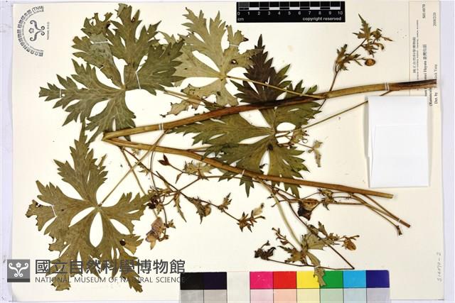 臺灣烏頭藏品圖，第2張