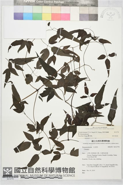 田村氏鐵線蓮藏品圖，第2張