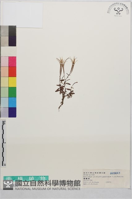 闊柱柳葉菜藏品圖，第1張