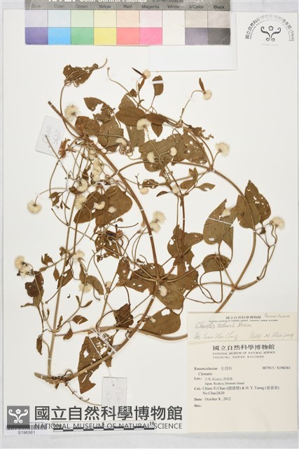 田代氏鐵線蓮藏品圖，第2張