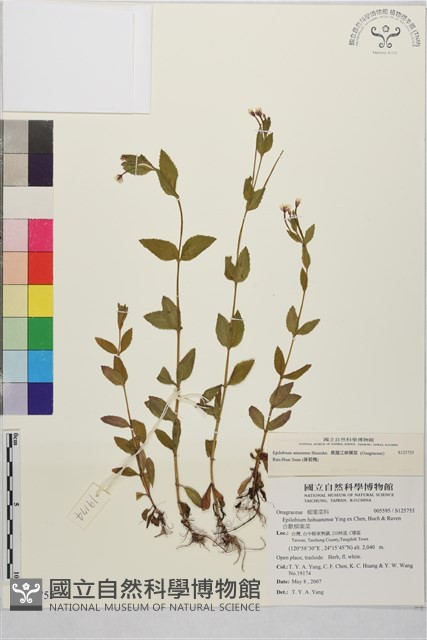 黑龍江柳葉菜藏品圖，第1張