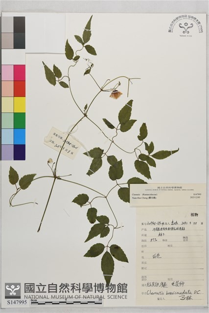 登錄號:S147995藏品圖，第2張