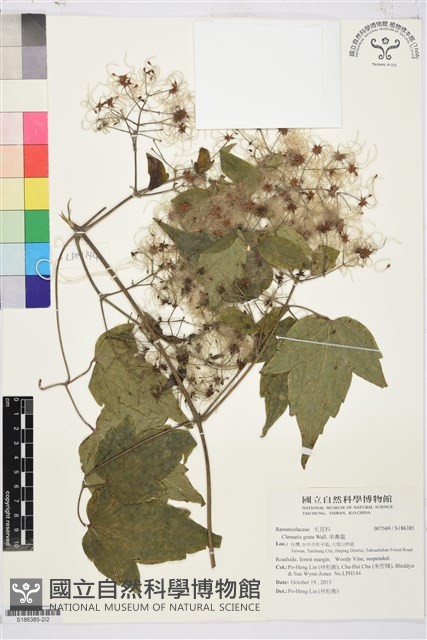 串鼻龍藏品圖，第2張