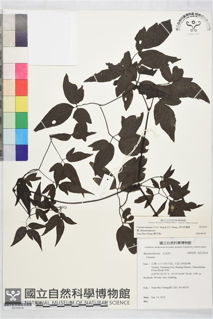 田村氏鐵線蓮藏品圖，第2張