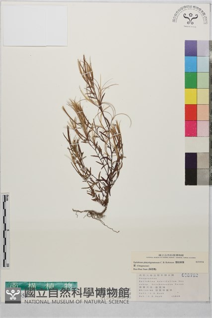闊柱柳葉菜藏品圖，第1張