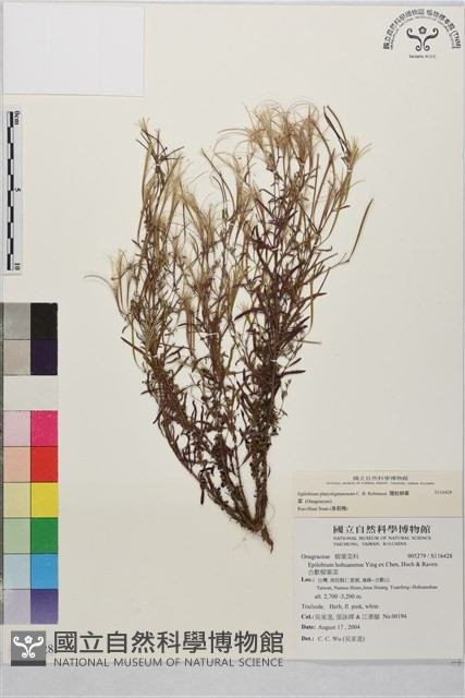 闊柱柳葉菜藏品圖，第1張