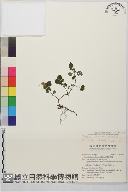 翅柄馬藍藏品圖，第1張
