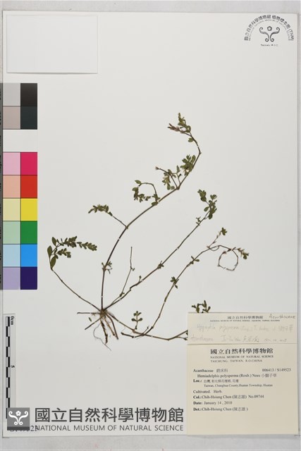 小獅子草藏品圖，第1張