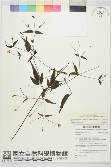 田村氏鐵線蓮藏品圖，第2張
