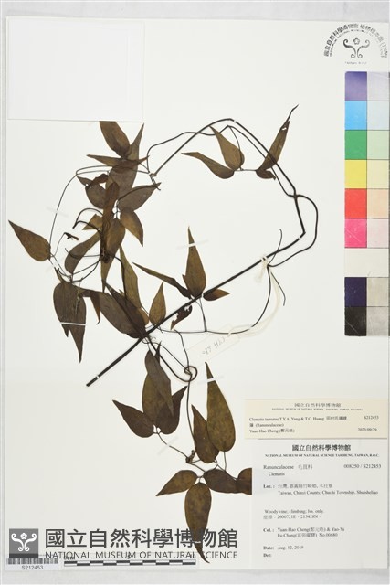 田村氏鐵線蓮藏品圖，第2張