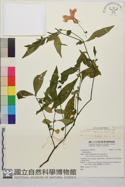 長穗馬藍藏品圖，第1張