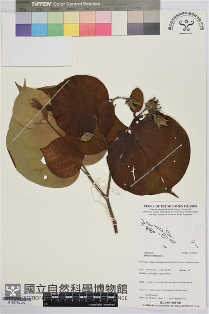 黃槿藏品圖，第2張