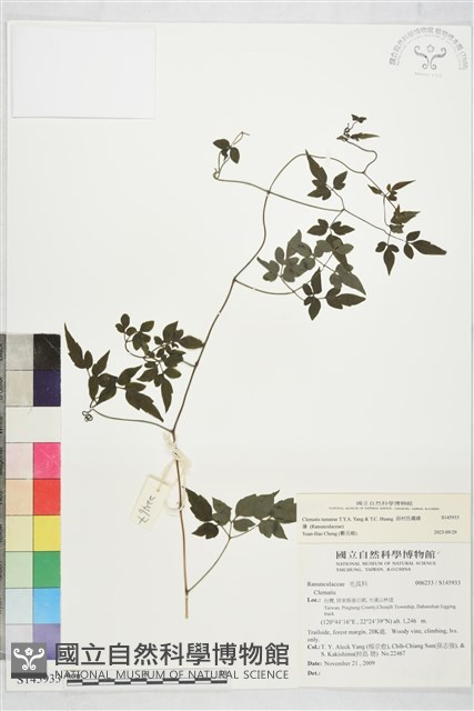 田村氏鐵線蓮藏品圖，第2張