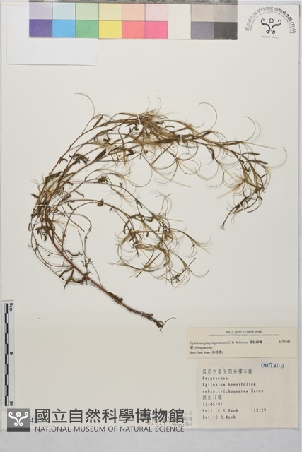 闊柱柳葉菜藏品圖，第1張