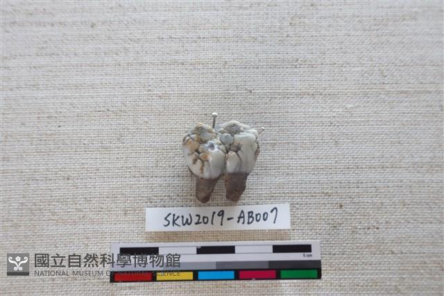 獸骨藏品圖，第2張