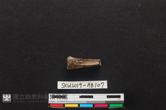 獸骨藏品圖，第2張