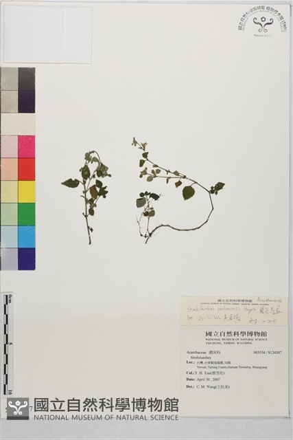 蘭嵌馬藍藏品圖，第2張
