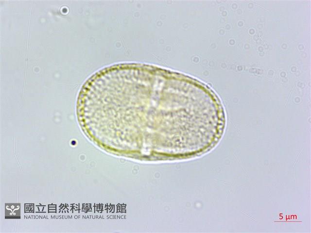 日本前胡藏品圖，第2張
