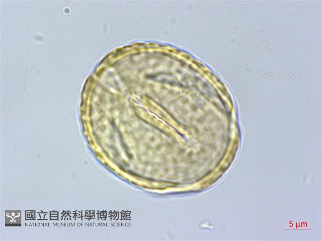福木、山桔子、恆春福木藏品圖，第2張