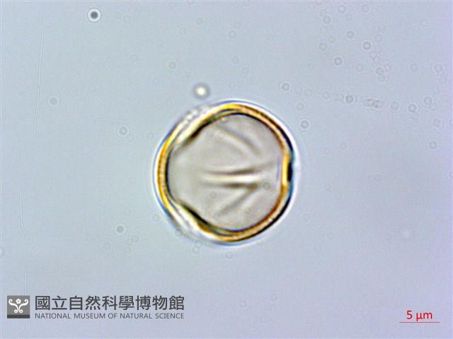 石吊蘭、吊石苣苔藏品圖，第2張