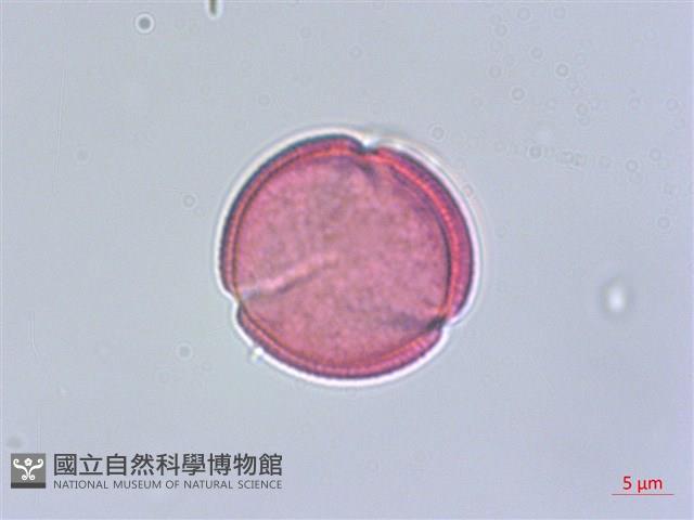 倒地蜈蚣藏品圖，第3張