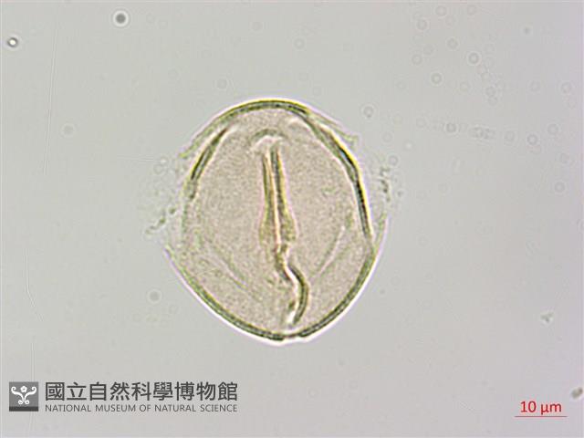 烏皮九芎、奮起湖野茉莉藏品圖，第3張