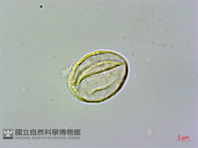 玉玲花、台灣異葉苣苔藏品圖，第2張