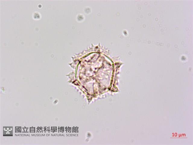 登錄號:S148266藏品圖，第2張