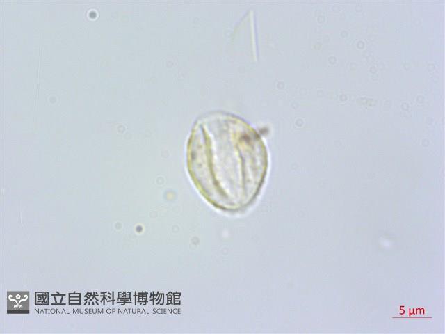 咬人狗藏品圖，第2張