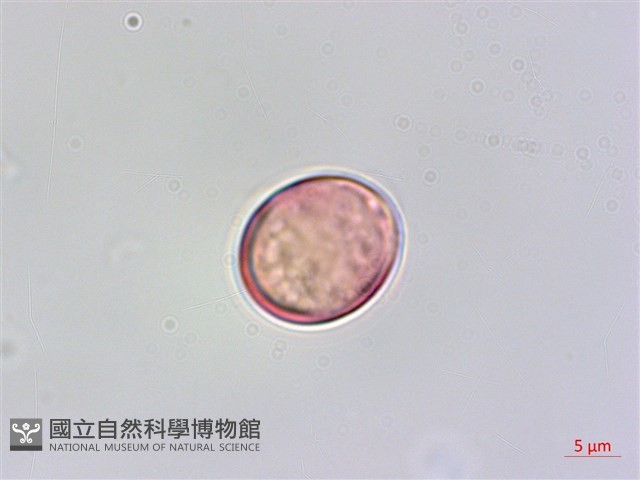 雀梅藤藏品圖，第2張