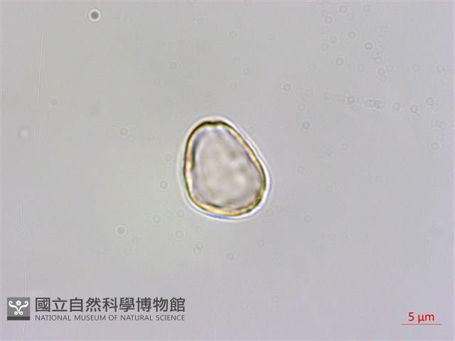 圓果秋海棠藏品圖，第3張