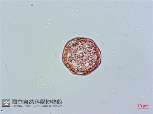 玉山卷耳藏品圖，第3張