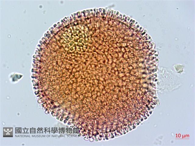 牻牛兒苗藏品圖，第2張