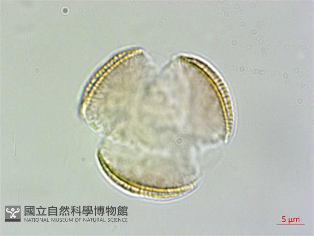 登錄號:S148286藏品圖，第3張