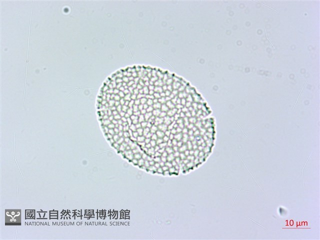 棣慕華鳳仙花藏品圖，第3張